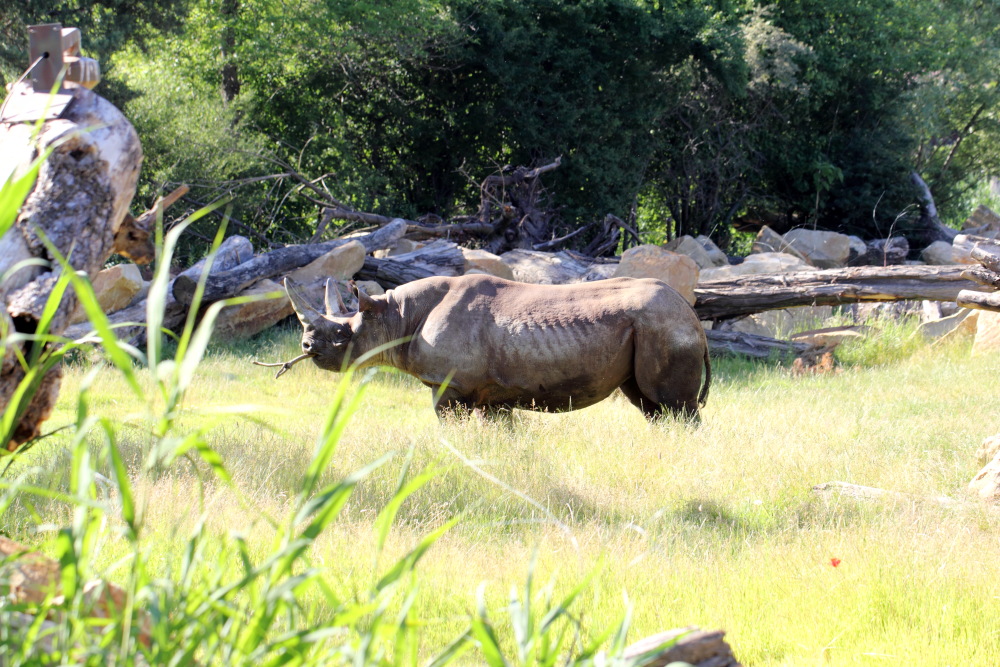 Lokation: Deutschland | Sachsen | Leipzig | Leipzig Kategorien: Zoo, Datum: 01.07.2015
