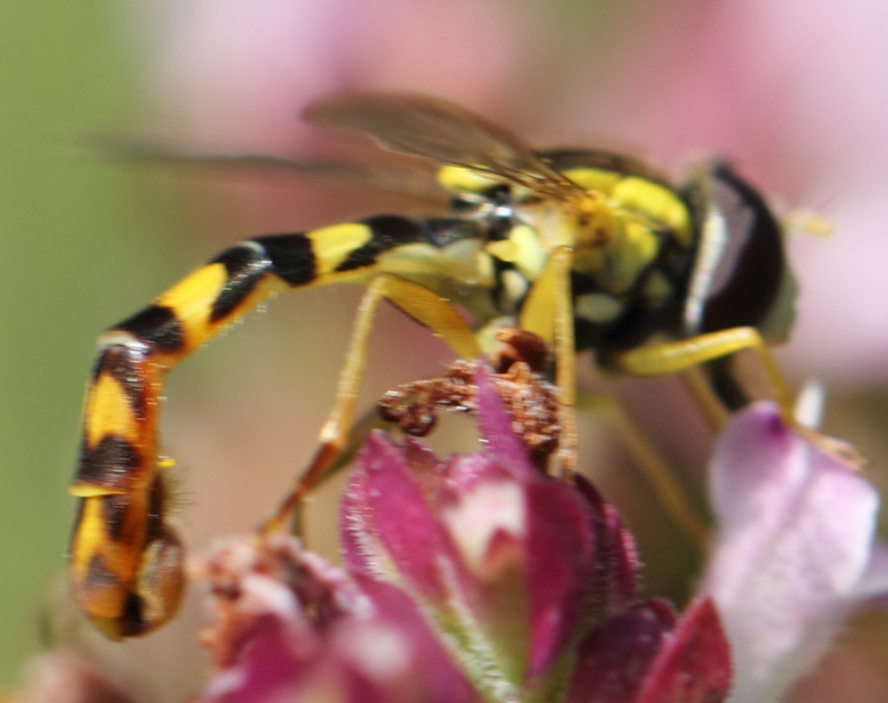 Männchen der Gemeinen Stiftschwebfliege (Sphaerophoria scripta), Lokation: Deutschland | Nordrhein-Westfalen | Bergisch Gladbach | Rodemich Kategorien: Fliegen, Familie: Syrphidae (Schwebfliegen), Datum: 02.08.2015