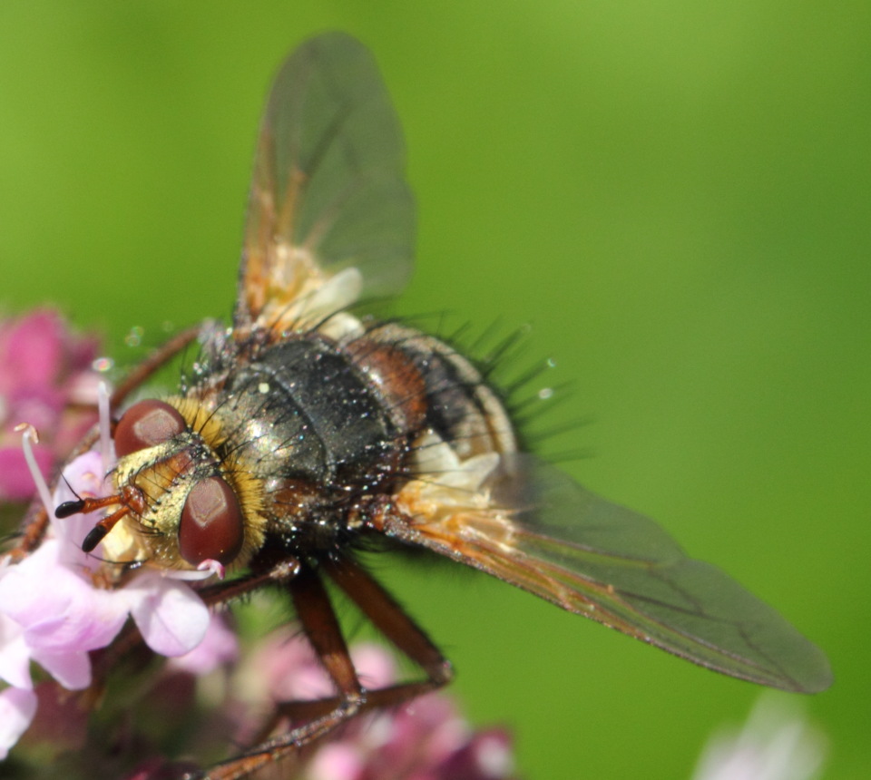 Igelfliege (Tachina fera), Lokation: Deutschland | Nordrhein-Westfalen | Bergisch Gladbach | Rodemich Kategorien: Fliegen, Familie: Tachinidae (Raupenfliegen), Datum: 02.08.2015