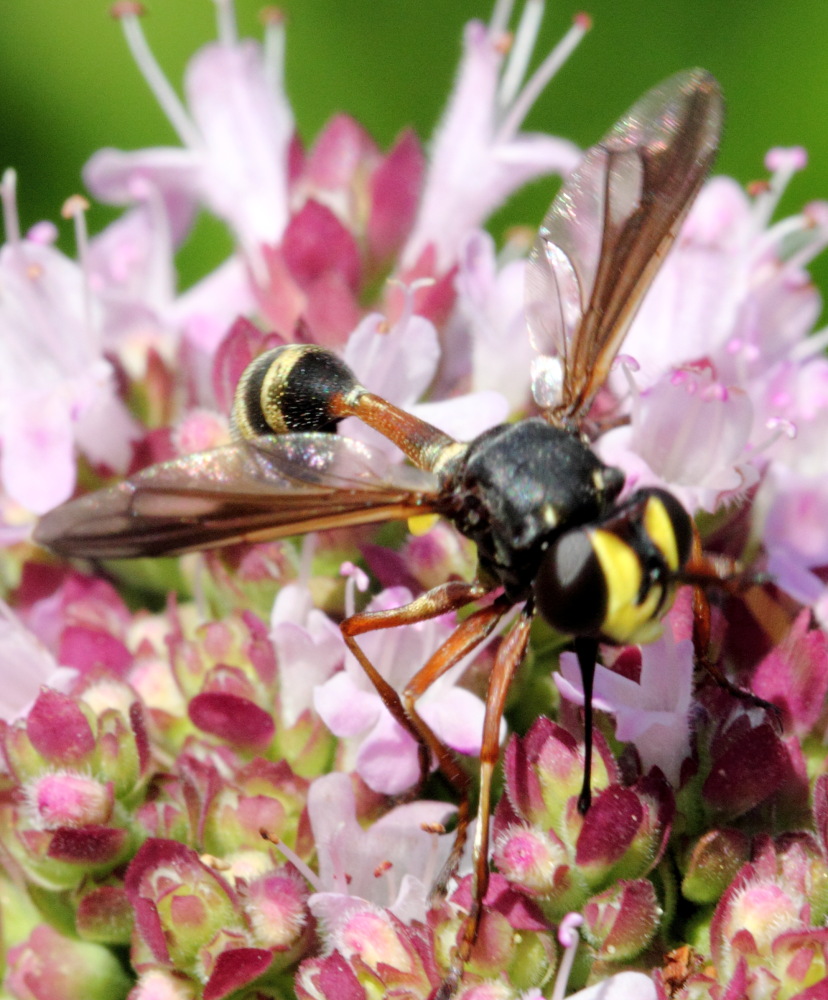 Stieldickkopffliege (Physocephala rufipes), Lokation: Deutschland | Nordrhein-Westfalen | Bergisch Gladbach | Rodemich Kategorien: Fliegen, Familie: Conopidae (Blasenkopffliegen), Datum: 02.08.2015