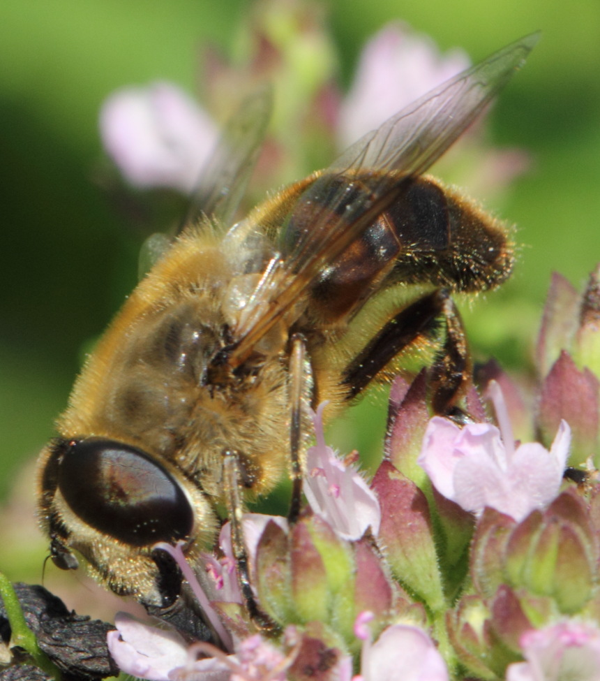 Mistbiene (Eristalis tenax), Lokation: Deutschland | Nordrhein-Westfalen | Bergisch Gladbach | Rodemich Kategorien: Fliegen, Familie: Syrphidae (Schwebfliegen), Datum: 02.08.2015