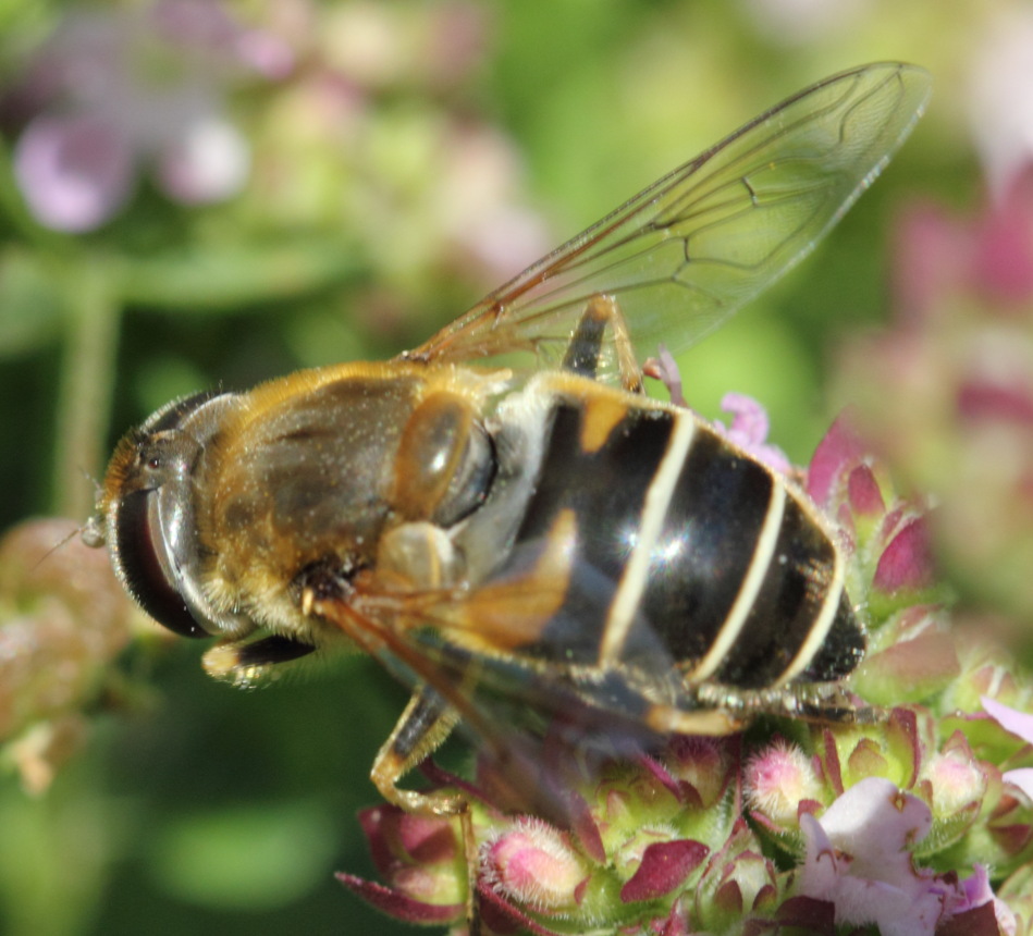Gemeine Keilfleckschwebfliege (Eristalis pertinax), Lokation: Deutschland | Nordrhein-Westfalen | Bergisch Gladbach | Rodemich Kategorien: Fliegen, Familie: Syrphidae (Schwebfliegen), Datum: 02.08.2015