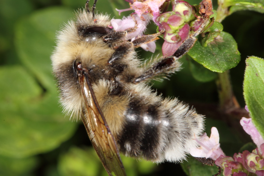 Lokation: Deutschland | Nordrhein-Westfalen | Bergisch Gladbach | Rodemich Kategorien: Bienen, Datum: 05.08.2015