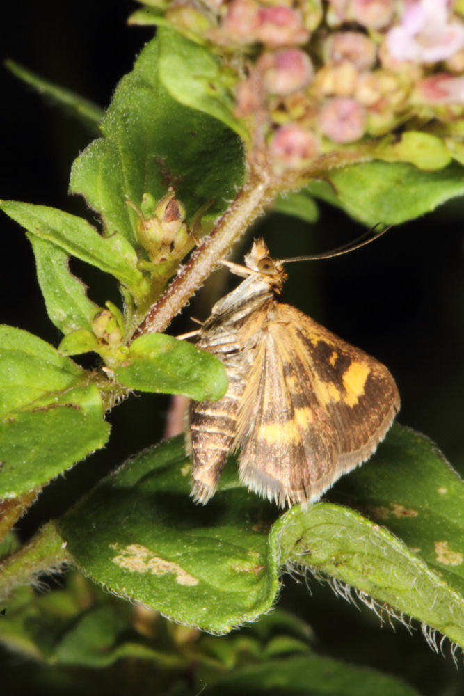 Lokation: Deutschland | Nordrhein-Westfalen | Bergisch Gladbach | Rodemich Kategorien: Schmetterlinge, Datum: 05.08.2015