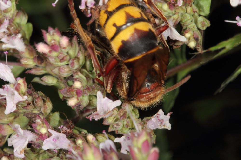 Hornisse (Vespa crabro), Lokation: Deutschland | Nordrhein-Westfalen | Bergisch Gladbach | Rodemich Kategorien: Insekten, Familie: Vespidae (Faltenwespen), Datum: 05.08.2015
