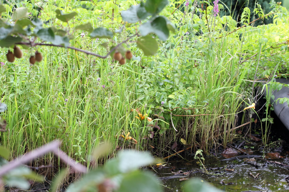 Garagendach mit Wildreis (Zizania palustris), Lokation: Deutschland | Nordrhein-Westfalen | Bergisch Gladbach | Rodemich Kategorien: Permakultur, Familie: Poaceae (Süßgräser ), Datum: 15.08.2015