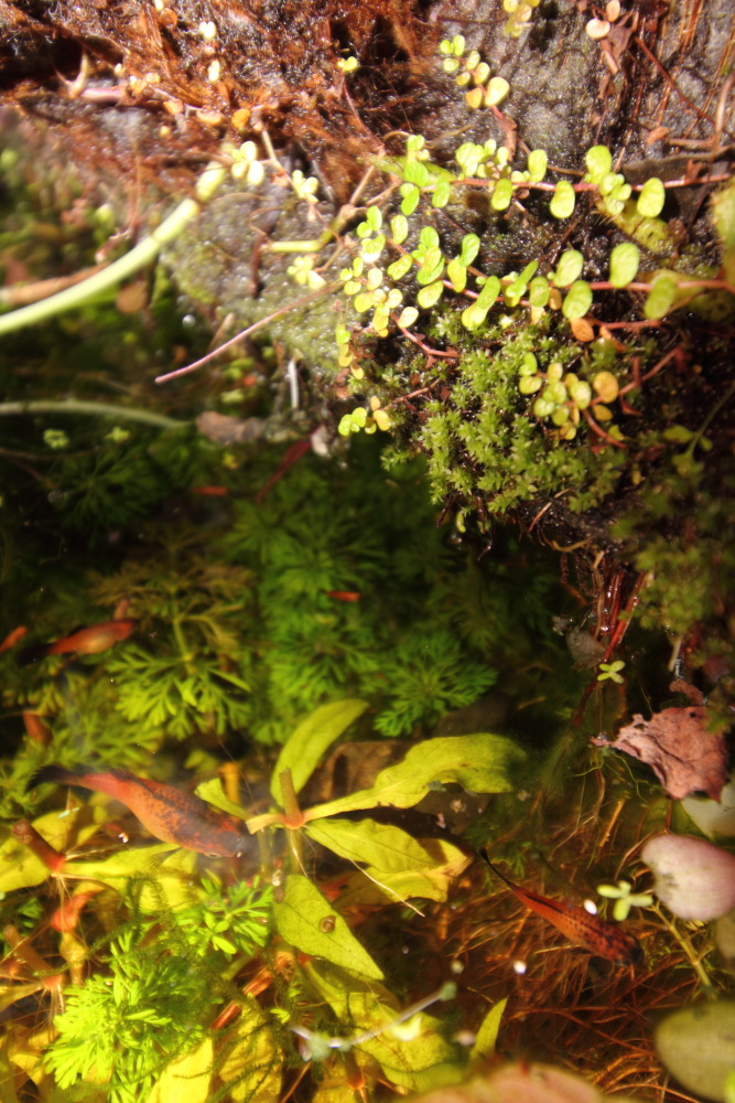 Lokation: Deutschland | Nordrhein-Westfalen | Bergisch Gladbach | Rodemich Kategorien: Aquarien, Pflanzenwand, Datum: 06.09.2015