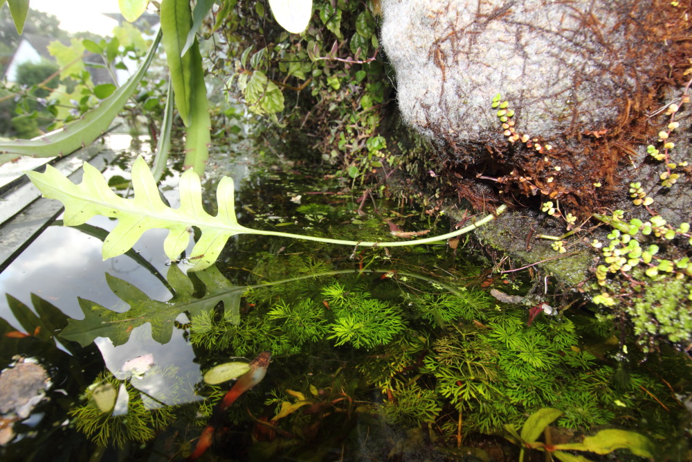 Lokation: Deutschland | Nordrhein-Westfalen | Bergisch Gladbach | Rodemich Kategorien: Aquarien, Pflanzenwand, Datum: 06.09.2015