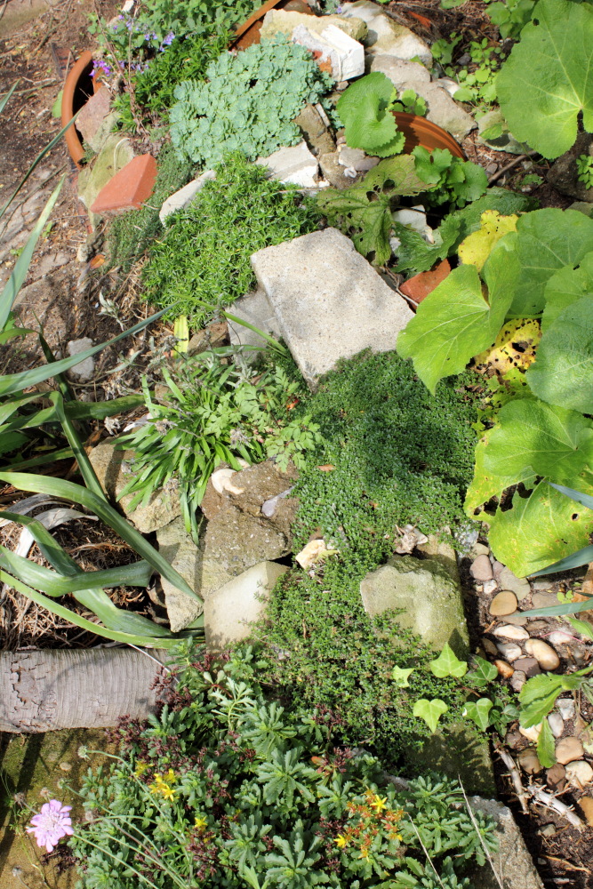 Lokation: Deutschland | Nordrhein-Westfalen | Bergisch Gladbach | Rodemich Kategorien: Naturgarten, Datum: 20.09.2015