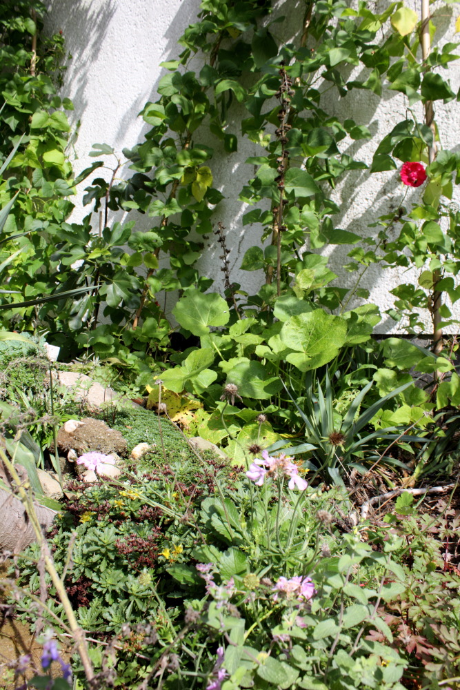 Lokation: Deutschland | Nordrhein-Westfalen | Bergisch Gladbach | Rodemich Kategorien: Permakultur, Naturgarten, Datum: 20.09.2015