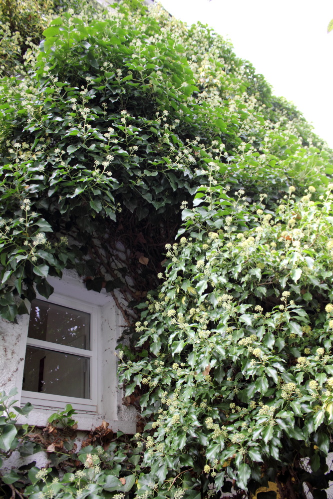 Lokation: Deutschland | Nordrhein-Westfalen | Bergisch Gladbach | Rodemich Kategorien: Naturgarten, Datum: 20.09.2015