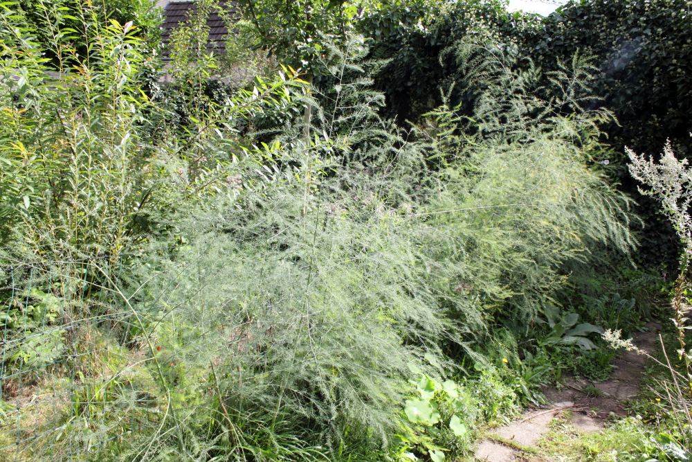 Lokation: Deutschland | Nordrhein-Westfalen | Bergisch Gladbach | Rodemich Kategorien: Permakultur, Datum: 20.09.2015