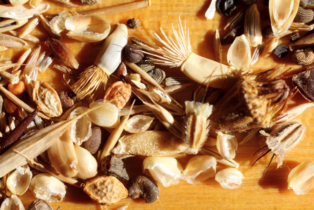 Lokation: Deutschland | Nordrhein-Westfalen | Bergisch Gladbach | Rodemich Kategorien: Samen, Datum: 03.10.2015