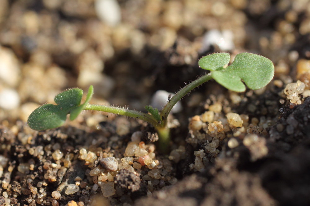 Stink-Storchschnabel (Geranium robertianum), Lokation: Deutschland | Nordrhein-Westfalen | Bergisch Gladbach | Rodemich Kategorien: Keimlinge, Familie: Geraniaceae (Storchschnabelgewächse ), Datum: 03.10.2015