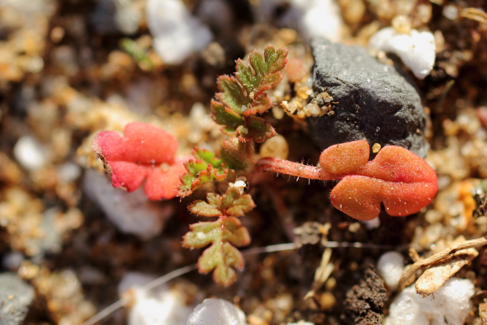 Stink-Storchschnabel (Geranium robertianum), Lokation: Deutschland | Nordrhein-Westfalen | Bergisch Gladbach | Rodemich Kategorien: Keimlinge, Familie: Geraniaceae (Storchschnabelgewächse ), Datum: 03.10.2015