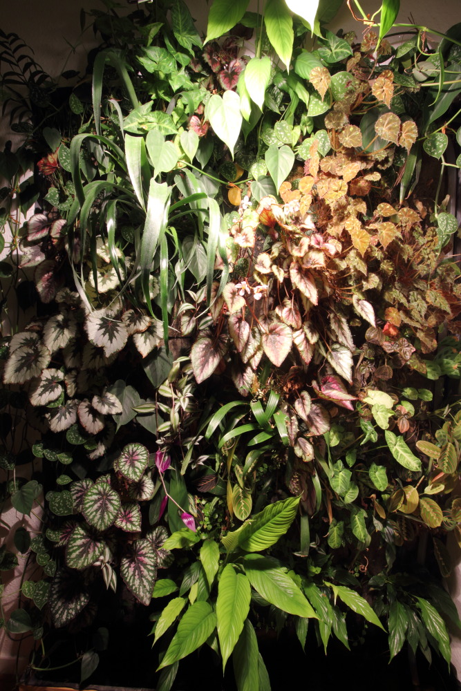 Lokation: Deutschland | Nordrhein-Westfalen | Bergisch Gladbach | Rodemich Kategorien: Pflanzenwand, Datum: 16.10.2015