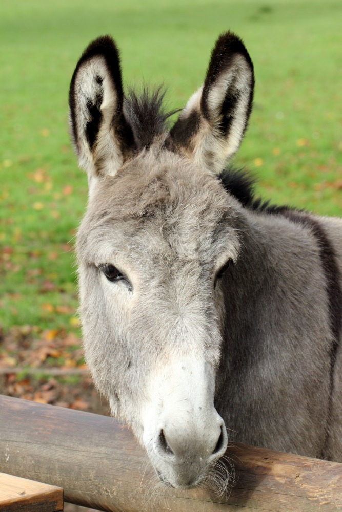 Kategorien: Säugetiere, Datum: 23.10.2015