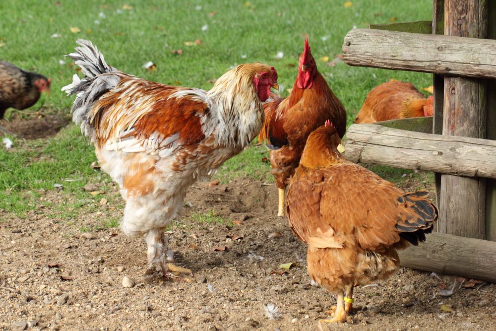 Kategorien: Hühner, Datum: 23.10.2015