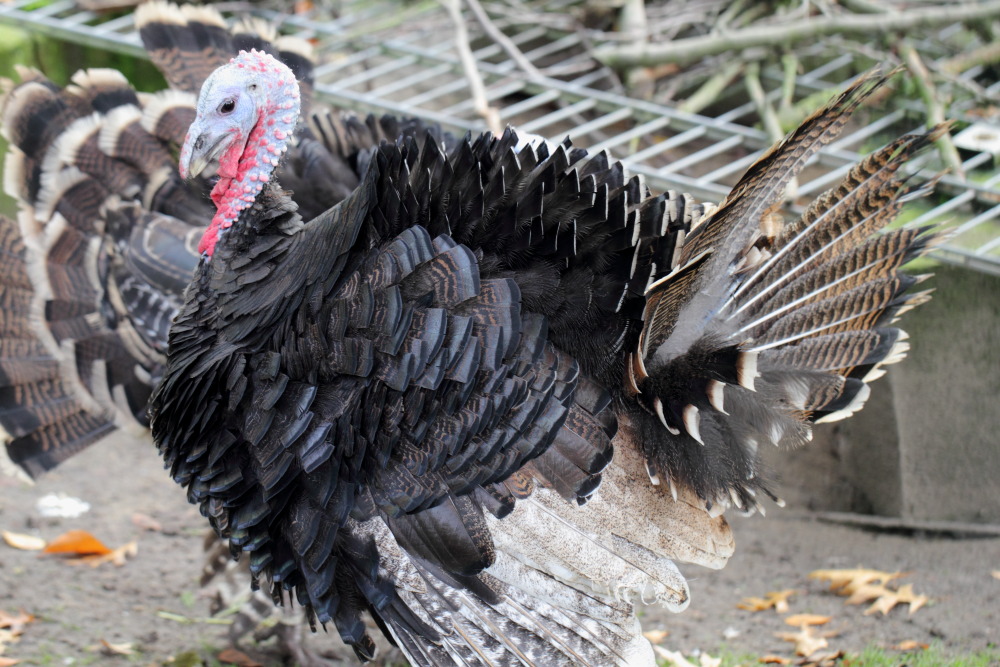 Kategorien: Vögel, Datum: 23.10.2015