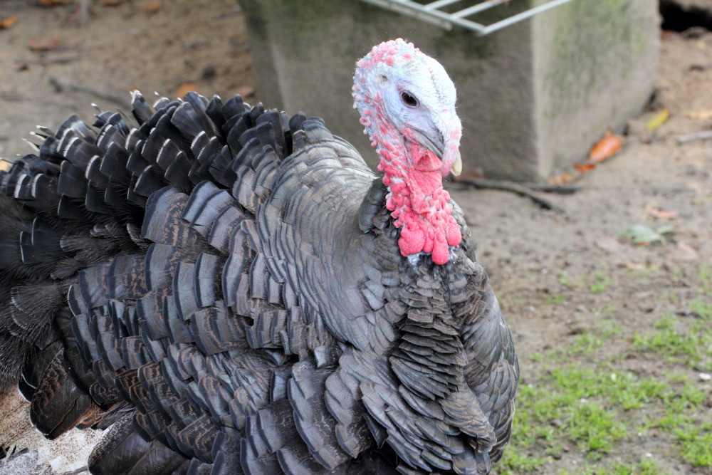 Kategorien: Vögel, Datum: 23.10.2015