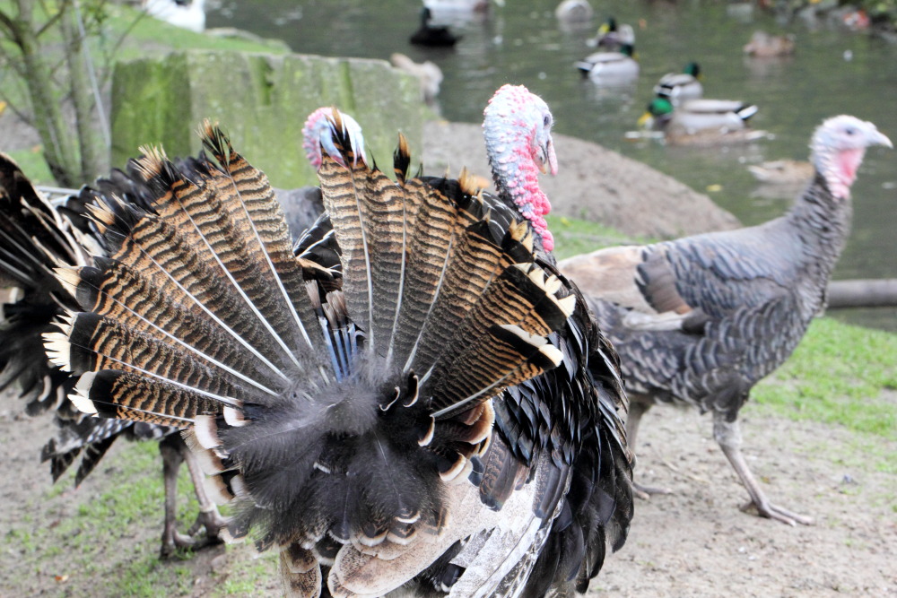 Kategorien: Vögel, Datum: 23.10.2015