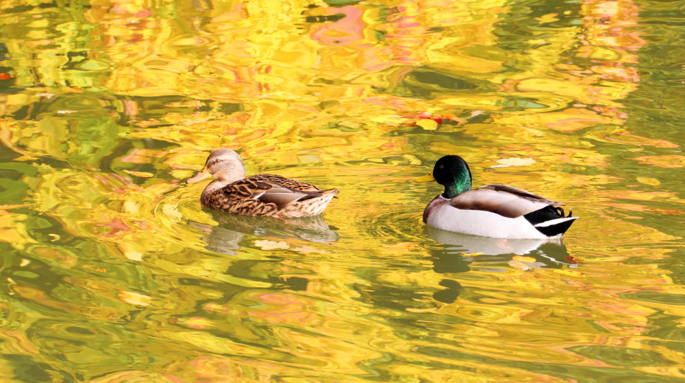 Kategorien: Vögel, Herbst, Datum: 23.10.2015