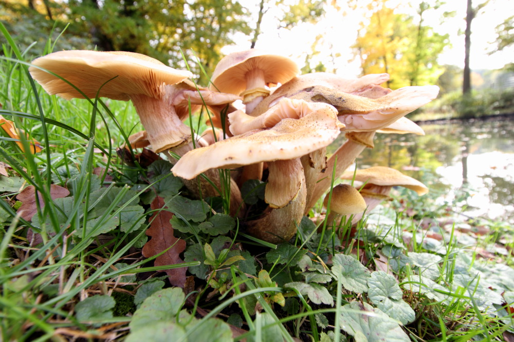 Kategorien: Pilze, Datum: 23.10.2015