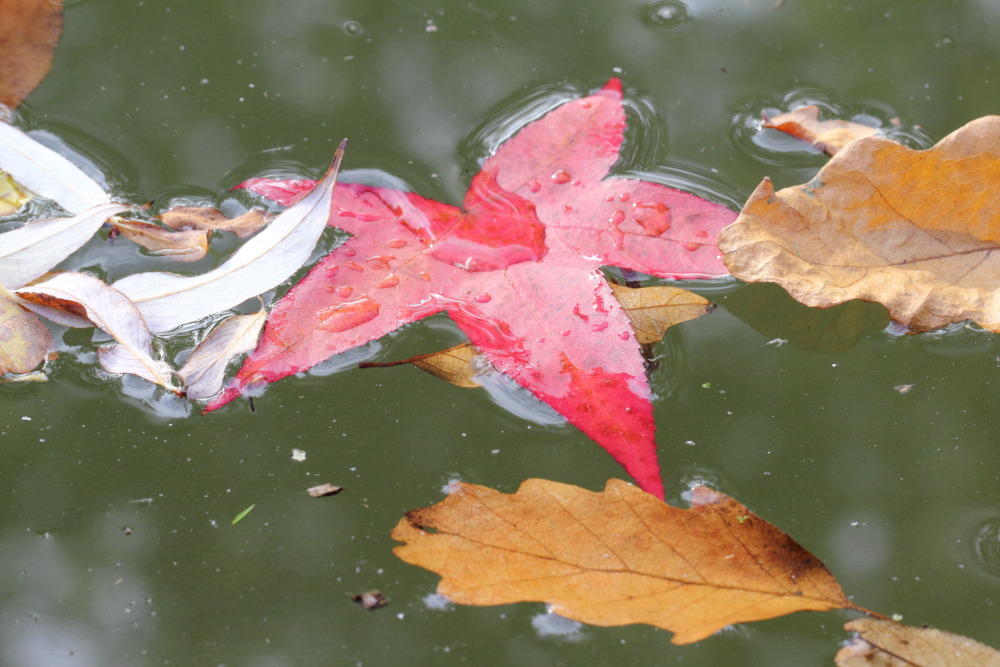 Kategorien: Herbst, Datum: 23.10.2015