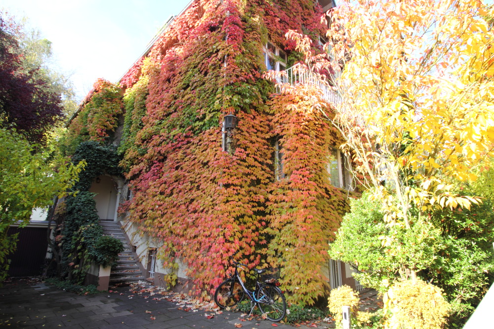 Kategorien: Herbst, Datum: 23.10.2015