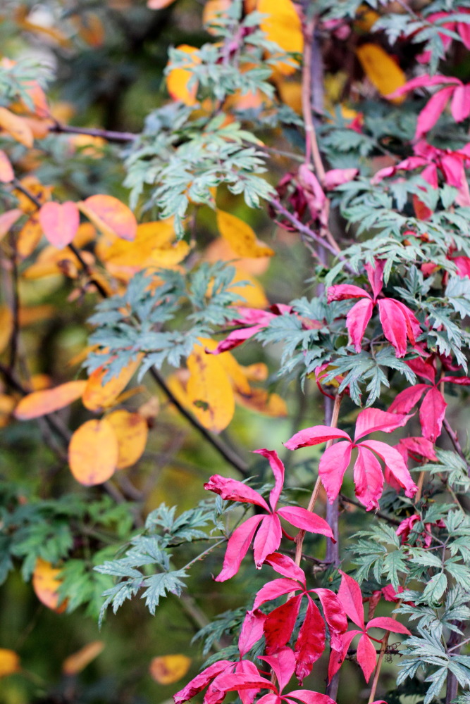 Lokation: Deutschland | Nordrhein-Westfalen | Bergisch Gladbach | Rodemich Kategorien: Naturgarten, Datum: 26.10.2015