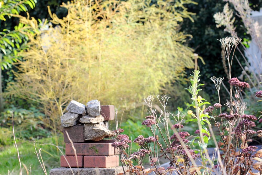 Lokation: Deutschland | Nordrhein-Westfalen | Bergisch Gladbach | Rodemich Kategorien: Permakultur, Datum: 31.10.2015