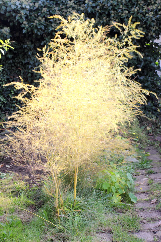 Lokation: Deutschland | Nordrhein-Westfalen | Bergisch Gladbach | Rodemich Kategorien: Permakultur, Datum: 31.10.2015