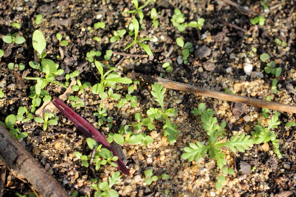 Lokation: Deutschland | Nordrhein-Westfalen | Bergisch Gladbach | Rodemich Kategorien: Keimlinge, Datum: 31.10.2015