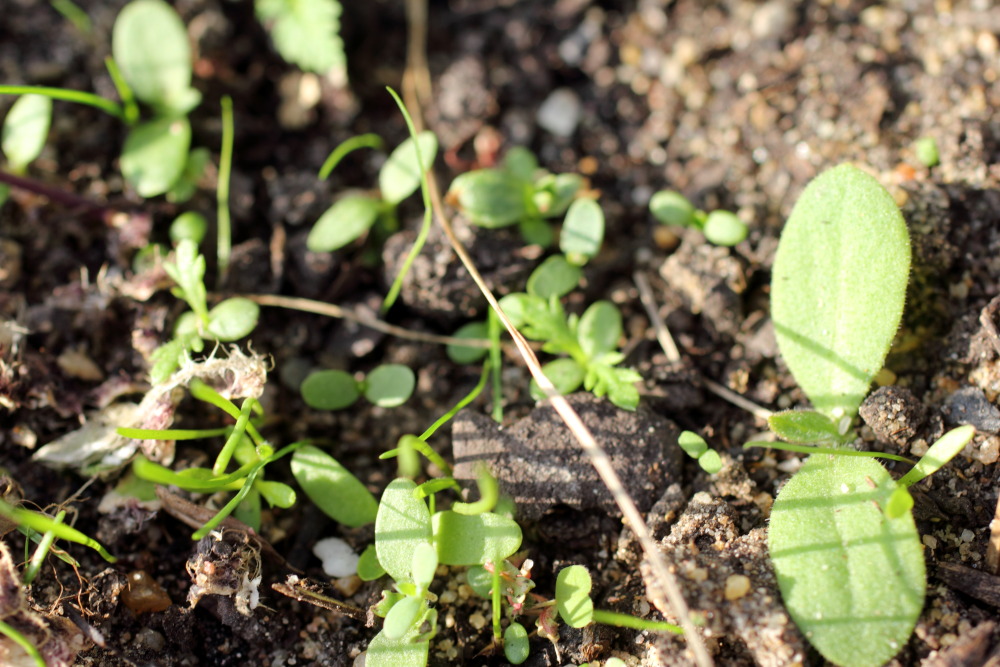Lokation: Deutschland | Nordrhein-Westfalen | Bergisch Gladbach | Rodemich Kategorien: Keimlinge, Datum: 31.10.2015