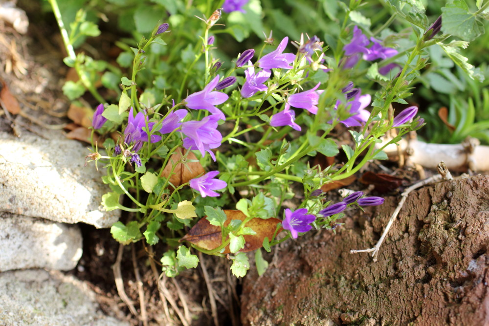 Lokation: Deutschland | Nordrhein-Westfalen | Bergisch Gladbach | Rodemich Kategorien: Naturgarten, Datum: 31.10.2015