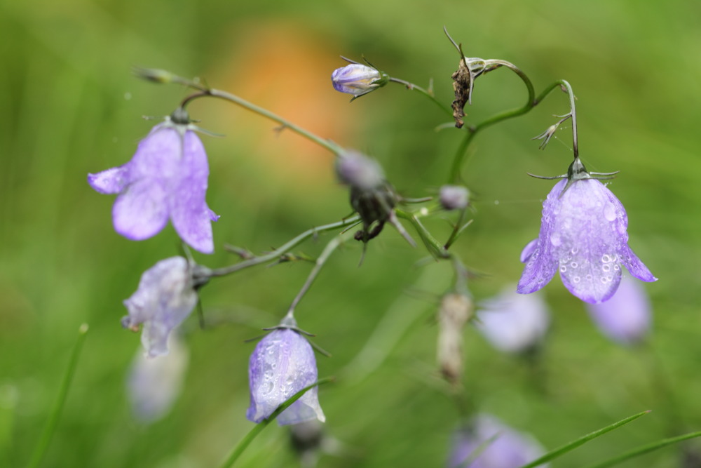 Lokation: Deutschland | Saarland | Oberthal | Steinberg-Deckenhardt Kategorien: Blüte, Datum: 04.11.2015