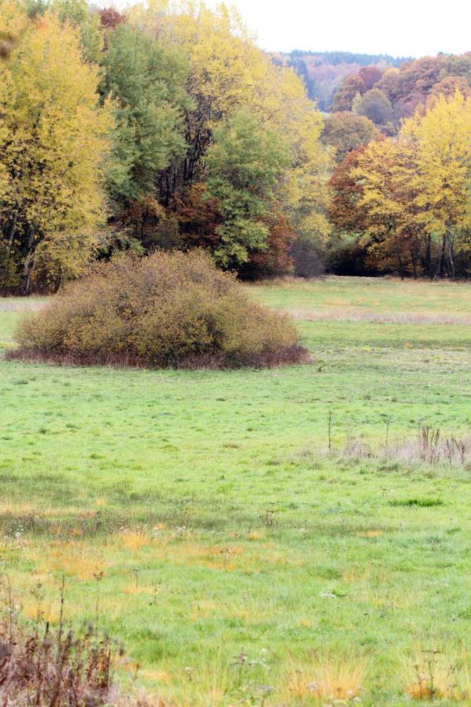 Lokation: Deutschland | Saarland | Oberthal | Steinberg-Deckenhardt Kategorien: Herbst, Datum: 04.11.2015