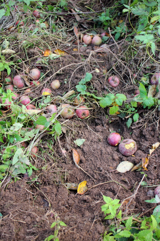 Lokation: Deutschland | Saarland | Neunkirchen/Saar | Wiebelskirchen Kategorien: Äpfel, Datum: 04.11.2015