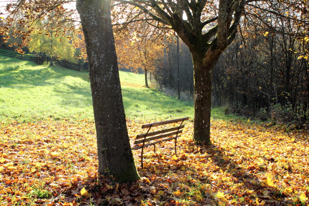 Lokation: Deutschland | Saarland | Neunkirchen/Saar | Wiebelskirchen Kategorien: Herbst, Datum: 04.11.2015