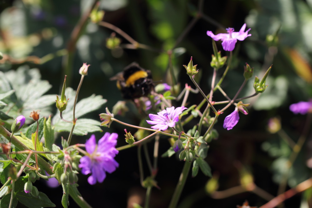 Lokation: Deutschland | Saarland | Gersheim | Gersheim Kategorien: Habitus, Datum: 05.11.2015