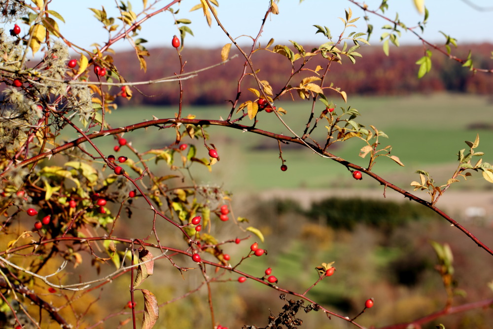 Lokation: Deutschland | Saarland | Gersheim | Gersheim Kategorien: Hecke, Datum: 05.11.2015