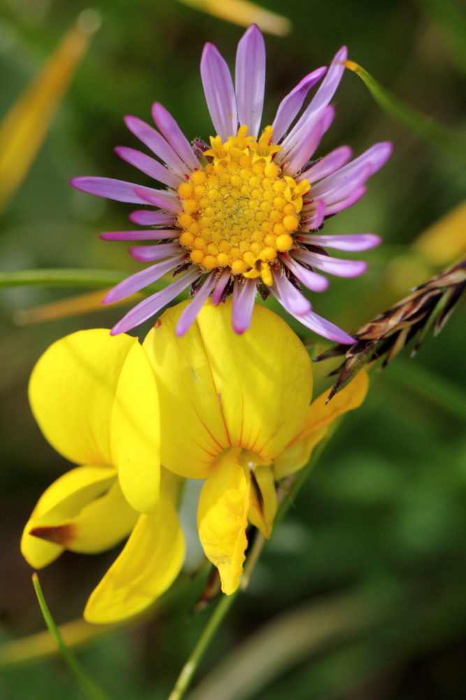 Aster alpinus (Alpen-Aster), Lokation: Österreich | Tirol | Winkl | Winkl Kategorien: Blüte, Familie: Asteraceae (Korbblütler ), Datum: 07.07.2015