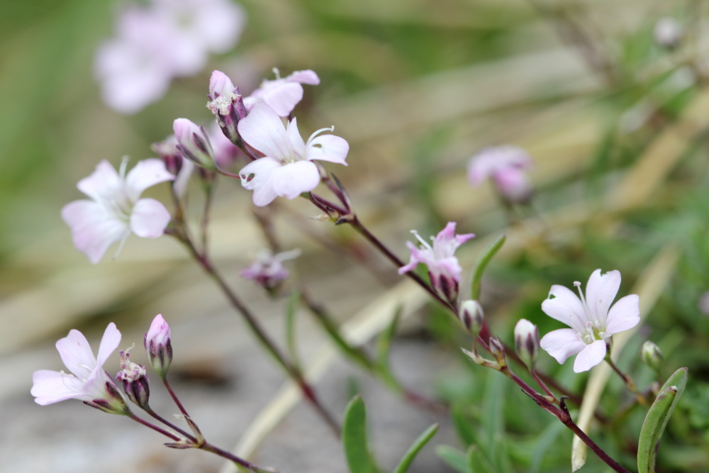 Lokation: Österreich | Tirol | Winkl | Winkl Kategorien: Blüte, Datum: 07.07.2015