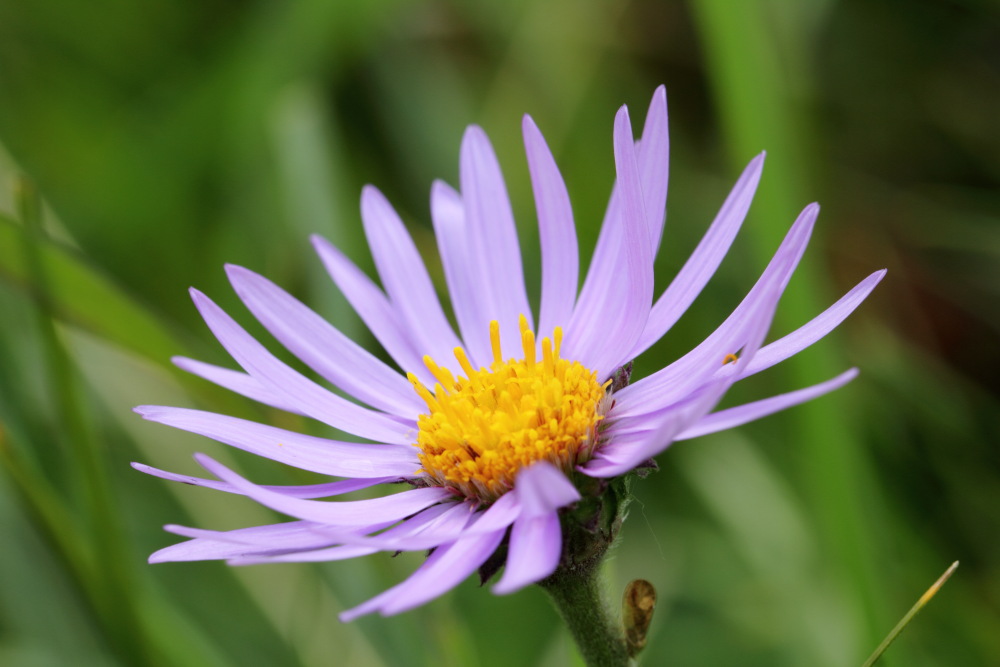 Aster alpinus (Alpen-Aster), Lokation: Österreich | Tirol | Winkl | Winkl Kategorien: Blüte, Familie: Asteraceae (Korbblütler ), Datum: 07.07.2015