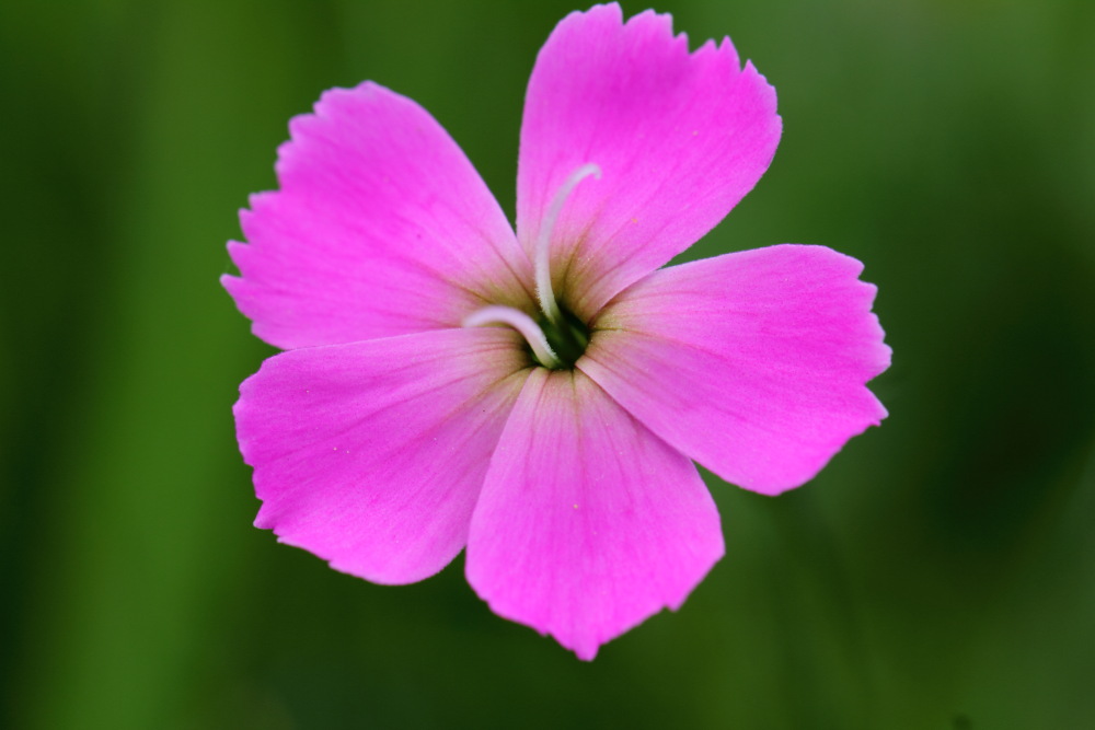 Lokation: Österreich | Tirol | Winkl | Winkl Kategorien: Blüte, Datum: 07.07.2015