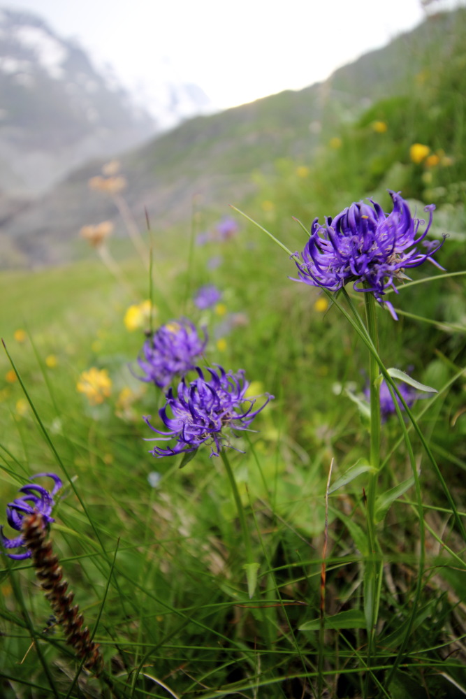 Lokation: Österreich | Tirol | Winkl | Winkl Kategorien: Habitus, Datum: 07.07.2015
