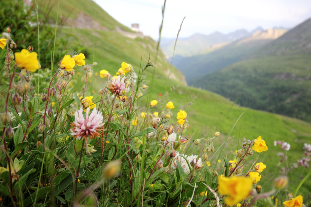 Lokation: Österreich | Tirol | Winkl | Winkl Kategorien: Habitus, Berge, Datum: 07.07.2015