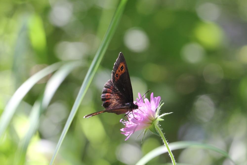 Lokation: Österreich | Kärnten | Windisch Bleiberg-Slovenji Pla | Sapotnica Kategorien: Schmetterlinge, Datum: 09.07.2015