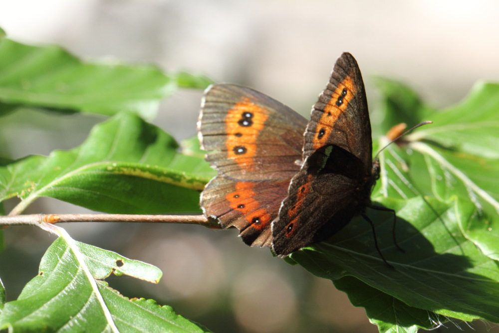Lokation: Österreich | Kärnten | Windisch Bleiberg-Slovenji Pla | Sapotnica Kategorien: Schmetterlinge, Datum: 09.07.2015