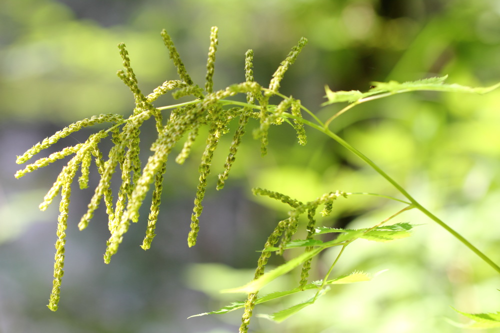 Aruncus dioicus (Geissbart), Lokation: Österreich | Kärnten | Windisch Bleiberg-Slovenji Pla | Sapotnica Kategorien: Früchte, Familie: Rosaceae (Rosengewächse ), Datum: 09.07.2015